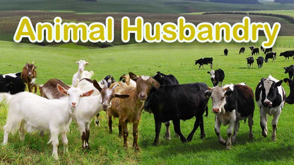 Animal Husbandry 